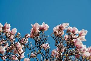 hermoso árbol de magnolia rosa floreciente contra el cielo foto