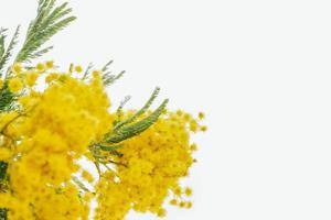 Blooming mimosa plant yellow flowers and green leaves close up macro on white isolated background photo