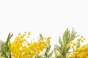 Blooming mimosa plant yellow flowers and green leaves close up macro on white isolated background photo