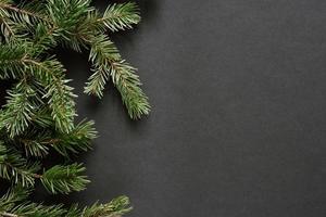 pine fir branches on black background photo