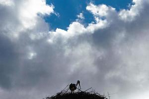 Stork in a nest with clouds background photo