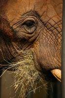 Closeup elephant eating hay photo