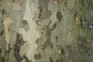 Platanus sycamore camouflage bark photo