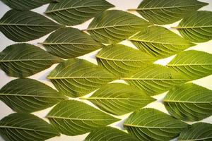 creative green leaf pattern with green spotlight photo