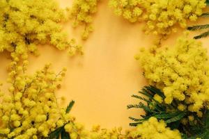 Blooming mimosa plant with yellow flowers on yellow background photo