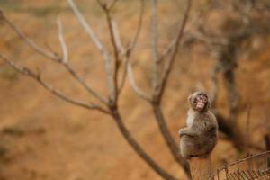 Young Japanese macaque snow monkey photo