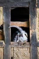 Male goat profile portrait in old barn photo