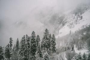 Pine trees in the snow photo