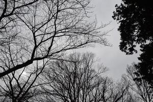 Black trees against a cloudy sky. Branches view in the evening. photo