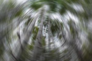 Blurry green bamboo trees spin motion effect backgrounds for design element. photo