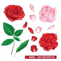 rosa vector floral vector realista. conjunto de rojo y rosa con hoja aislado sobre fondo blanco.