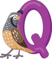 Alphabet letter Q for Quail vector