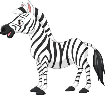 Cute baby zebra isolated on white background