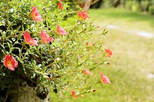 Close up of pink flower Moss Rose blooming photo