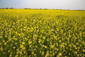 Beautiful Yellow Mustard Flowers in the field Natural Landscape view photo