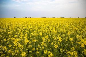 Beautiful Yellow Mustard Flowers in the field Natural Landscape view photo