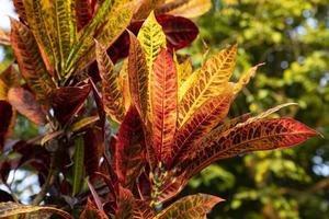 Colorful Leaf Texture Background Wallpaper photo