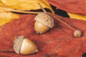 Autumn background with dry leaves and acorns photo