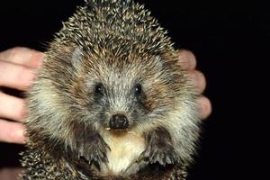 pequeño erizo del bosque salvaje foto