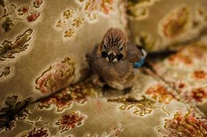 Eurasian Jay Baby Bird In The Sofa