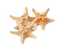 Starfish isolated on white background photo