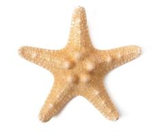 Starfish isolated on white background photo