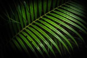 Green tropical palm leaves, dark green background.