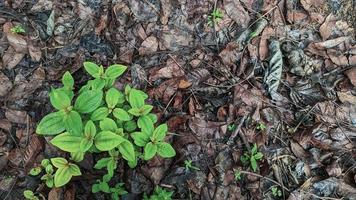 Nature background of green leaves among dry leaves. photo