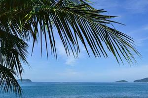 Palm tree with blue sky and beautiful tropical background photo