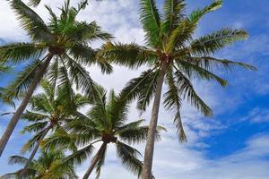 Palm trees against blue sky at Tanjung Aru Beach, Sabah, Malaysia. photo