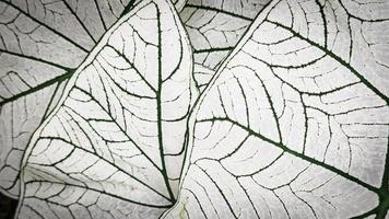 leaf plant background. Caladium bicolor plant photo