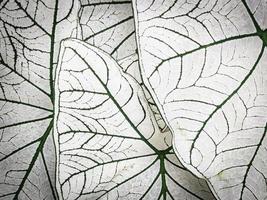 leaf plant background. Caladium bicolor plant photo