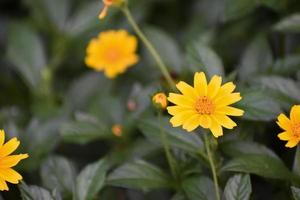 Calendula arvensis  in Bangladesh. photo