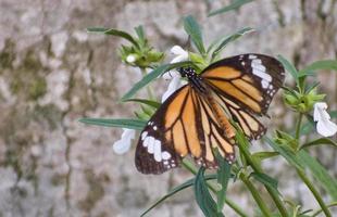 mariposa monarca en una flor. foto