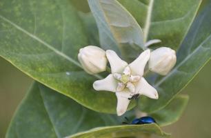 flor silvestre blanca. foto