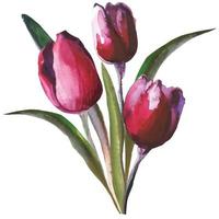 ramo de flores florecientes de tulipanes rojos, ilustración vector