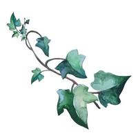 ivy plant with creeping branches, botanical illustration, vector