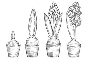 Hyacinth flowers, from sprout to flower. Landscaping and hobby concept, sketch style, line art.