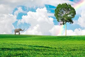 An elephant walks alone in the meadow. Forest conservation concept for elephants photo