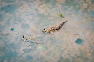 Mudskipper has a cylindrical body. It has a large head, two eyes, large and protruding, up to 30 cm long. photo