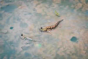 mudskipper tiene un cuerpo cilíndrico. tiene una cabeza grande, dos ojos, grandes y saltones, de hasta 30 cm de largo. foto