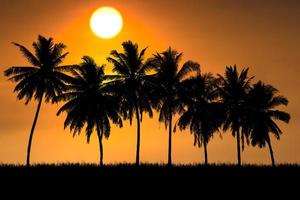 Coconut tree silhouette with beautiful natural light. for use as a background. nature view and sunset concept photo