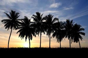 Coconut tree silhouette with beautiful natural light. for use as a background. nature view and sunset concept photo