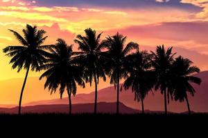 Coconut tree silhouette with beautiful natural light. for use as a background. nature view and sunset concept photo