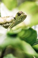 Chameleon Portrait, Zanzibar photo