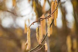 Blossoming hazelnuts in early spring. Green buds. Pollen allergy concept. photo