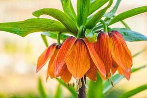 Bright spring flowers fritillary. Orange lilies or imperial crown. Flowering plants Fritillaria imperialis in home garden. photo