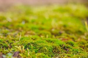Green moss close up. Macrocosm of plants. Early spring and gardening  concept. 6995561 Stock Photo at Vecteezy