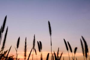 silhouette of grass in the evening photo