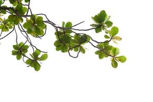 green leaves on a white background photo